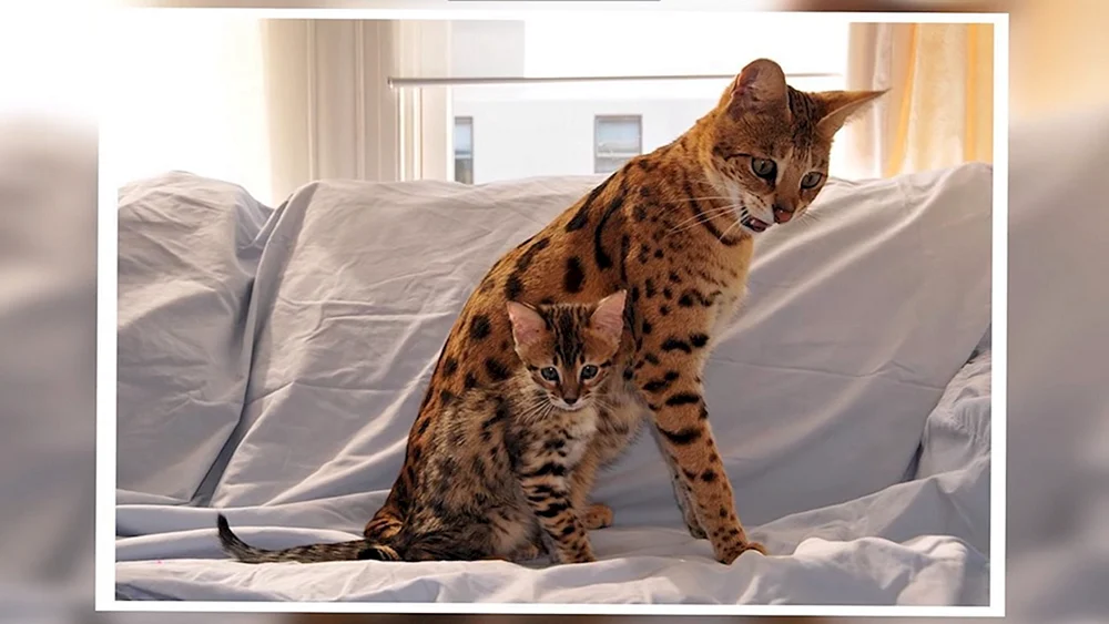 Serval Asherah Savannah