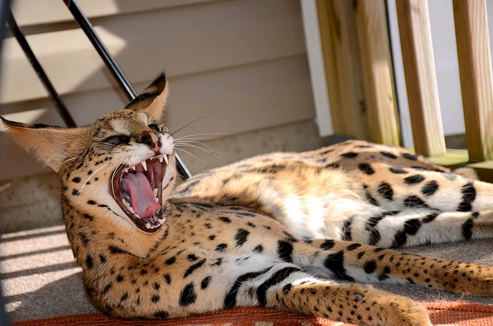 Serval Asherah Savannah