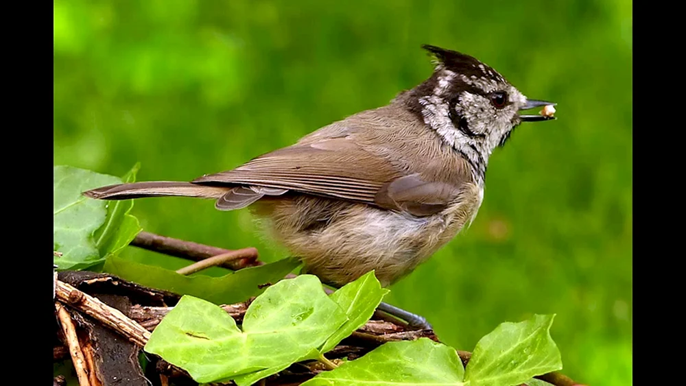 Grauhaubenvögel