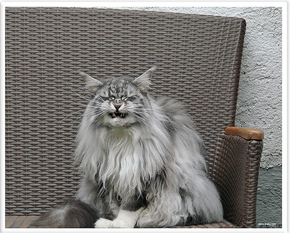 Grey Maine Coons