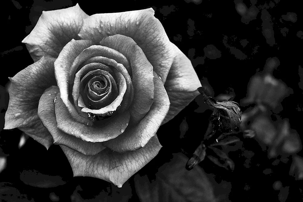 Schwarz-weiße Blumen