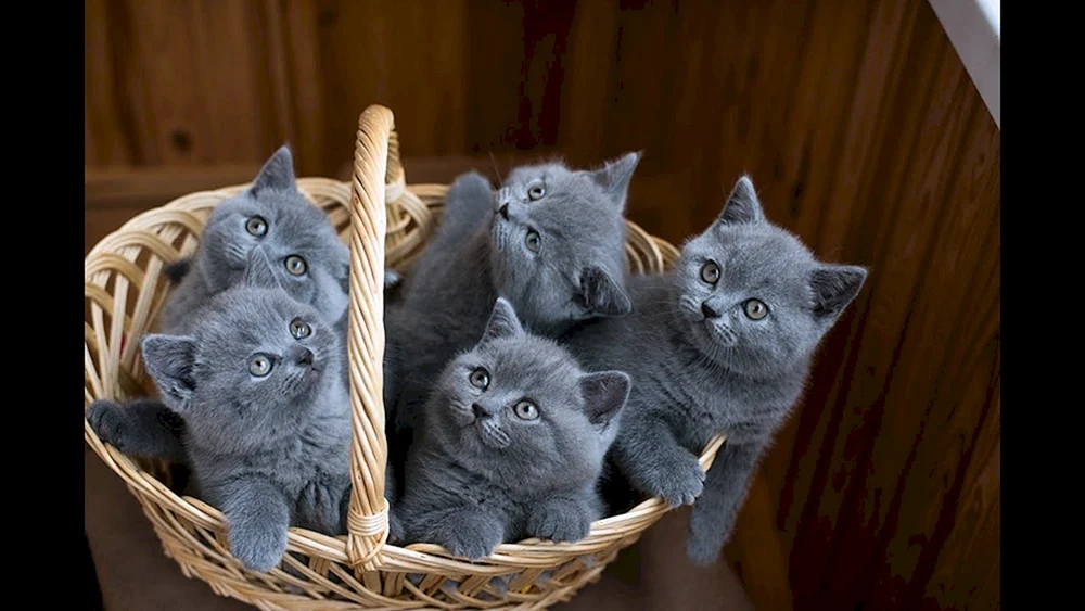 Liebende Katzen