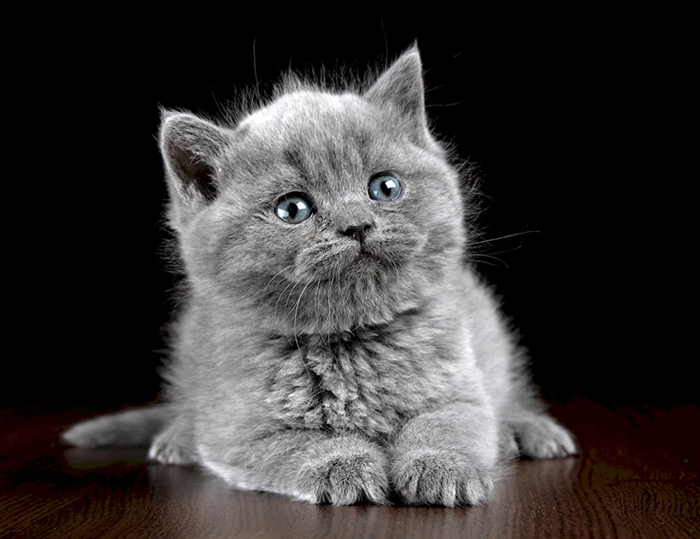 Schottische Katze Glatthaar grau