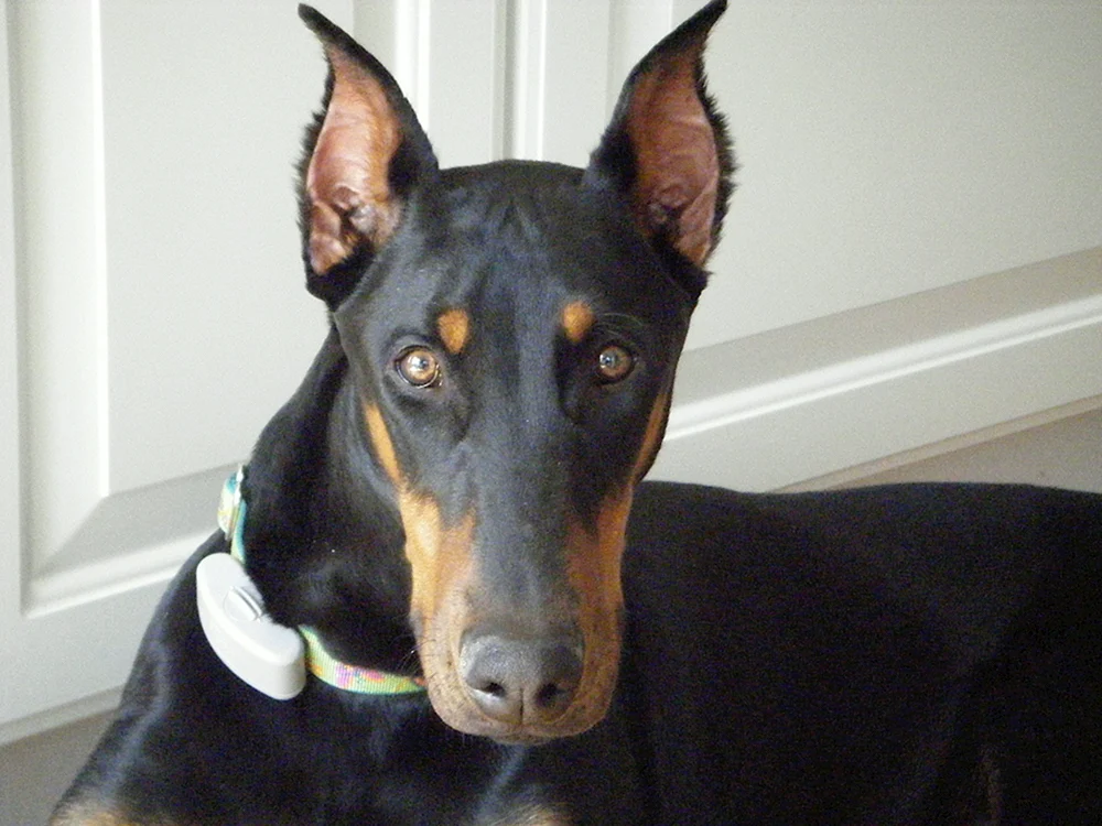 Grauer Dobermann
