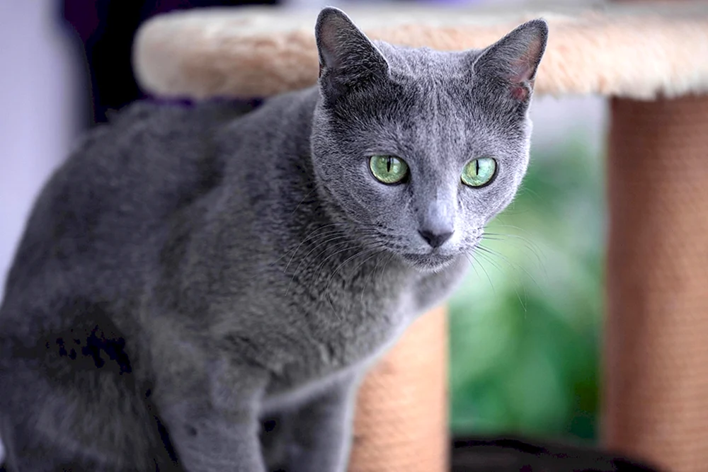 Kartesische Chartreuse-Katze