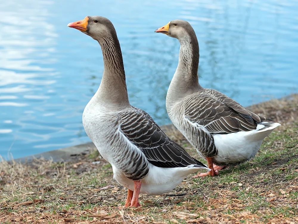 Graue Gans