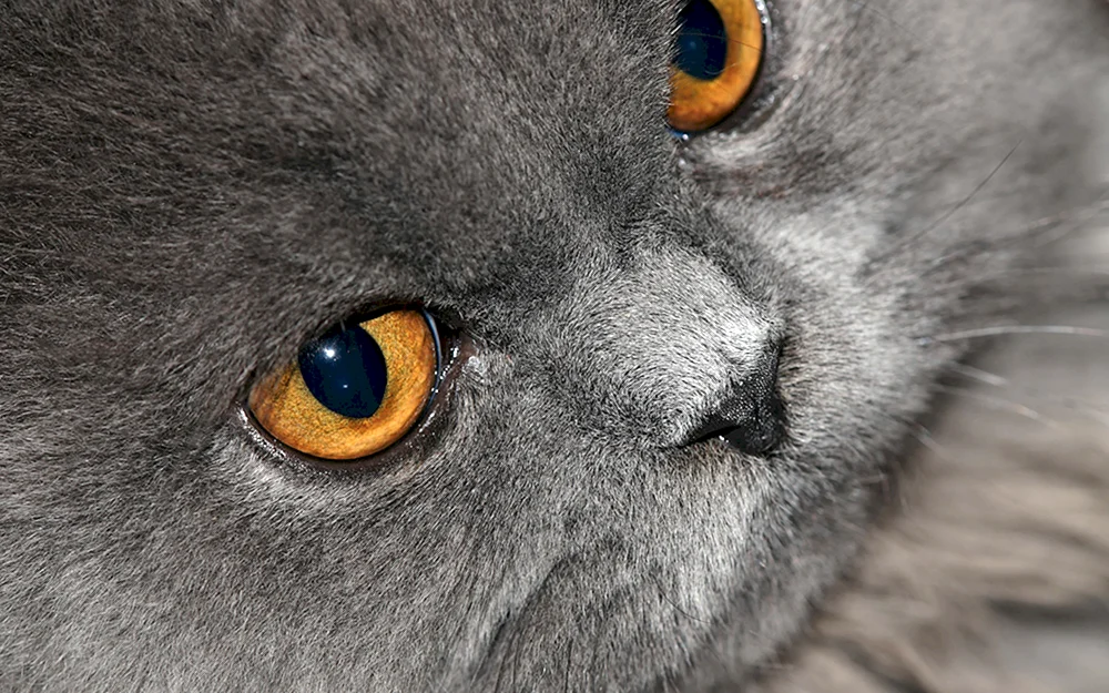 Burmesische blaue Katze