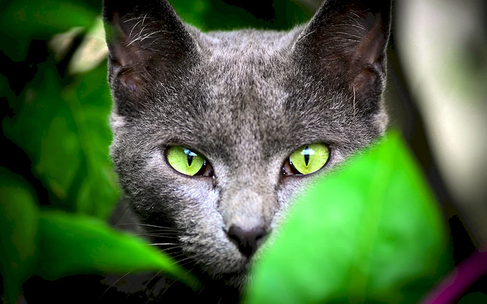 Graue Katze mit grünen Augen