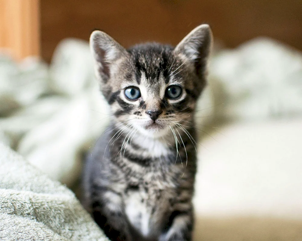 Kleine Katzen
