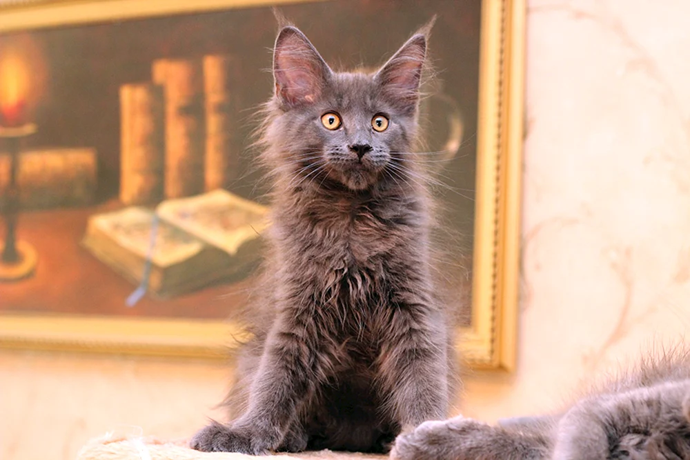 Grau Maine Coon Kätzchen