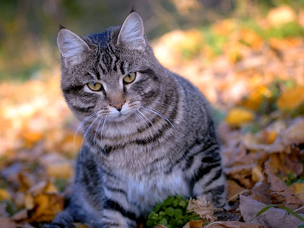 Europäische Kurzhaarkatze