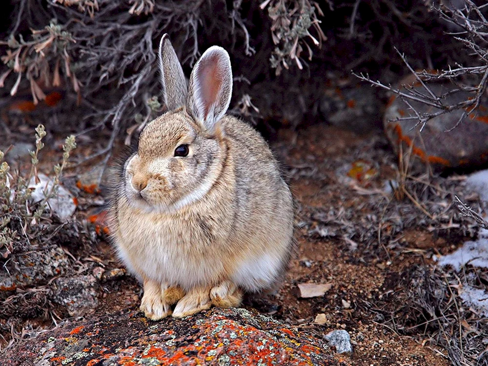 Grauer Hase- Rusak
