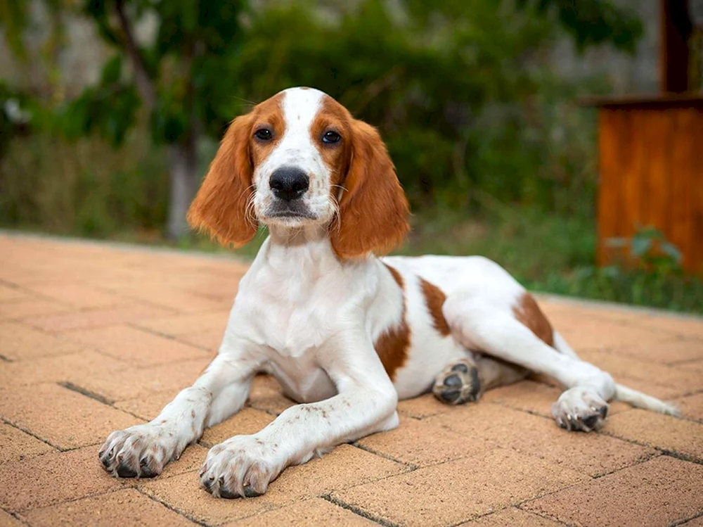 Setter. Peggy