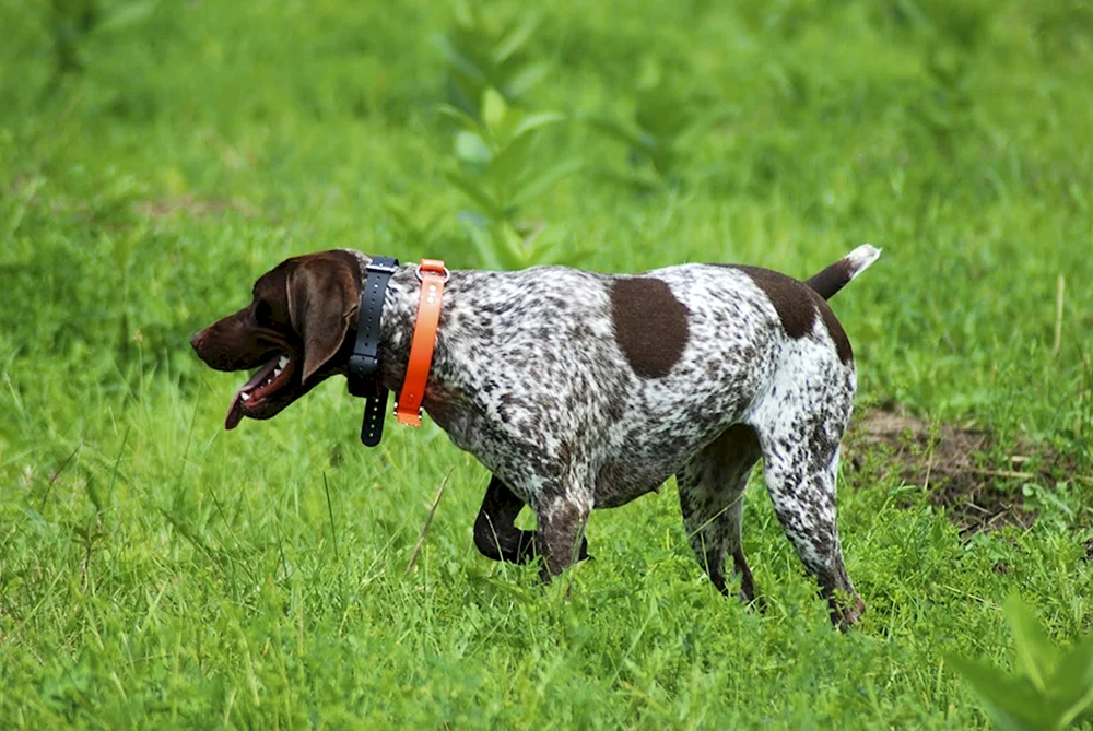 Setter Pointer Pointer Pointer Kurtshaar