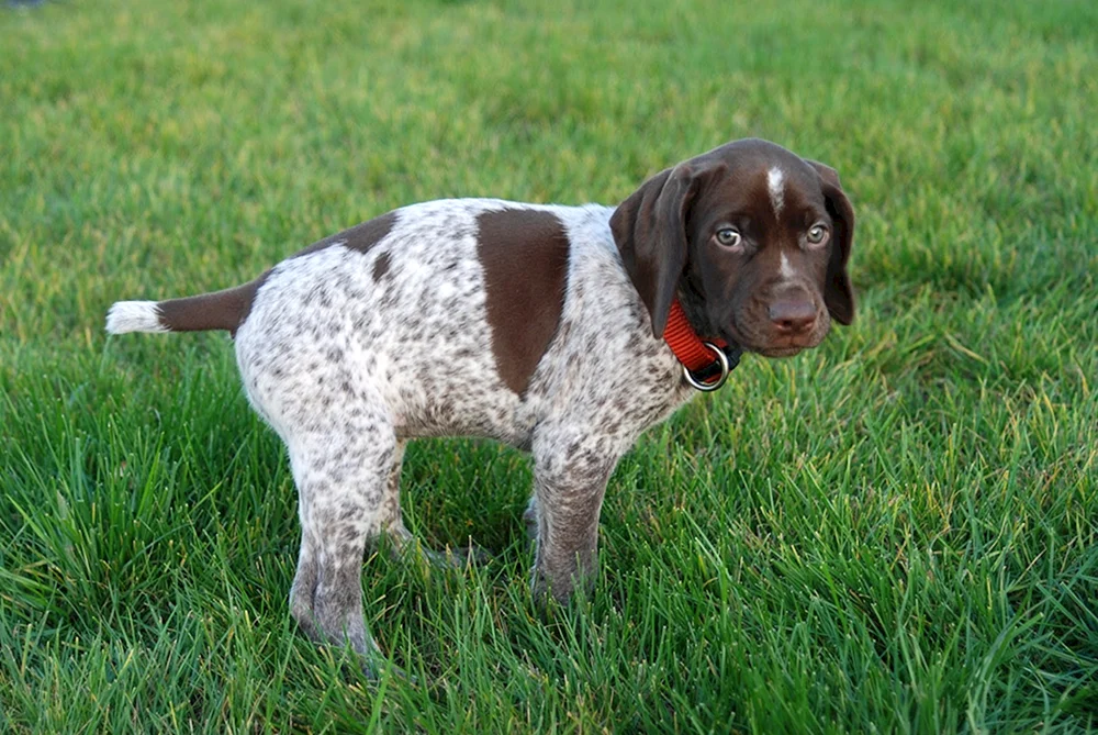 Setter Pointer Kurtshaar