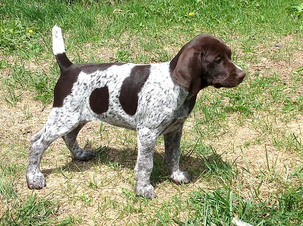 Setter Pointer Kurtshaar