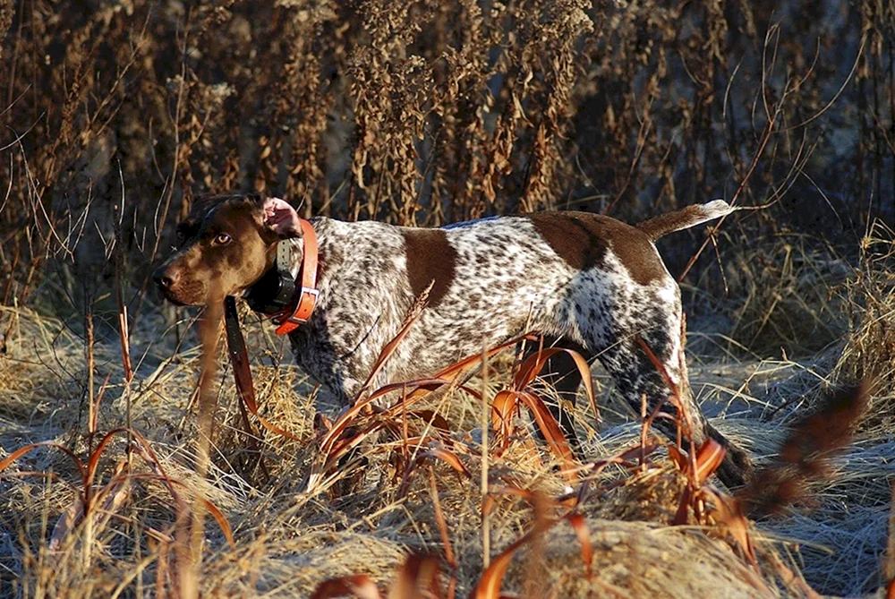 Setter Jagdhunderasse