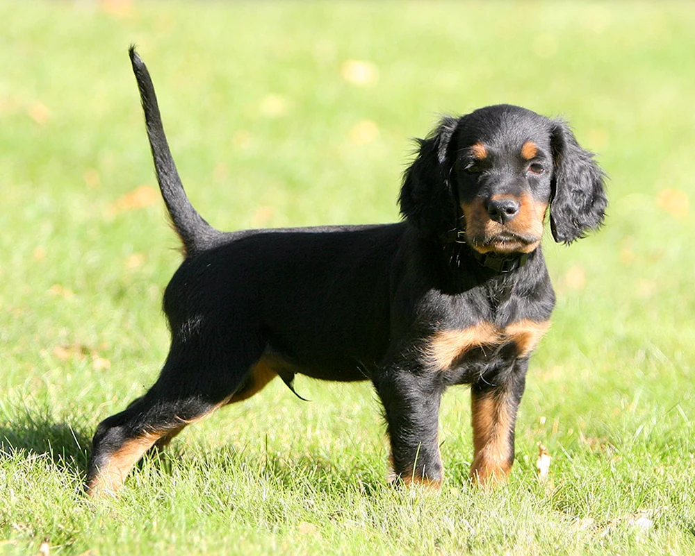Setter Hund. Gordon
