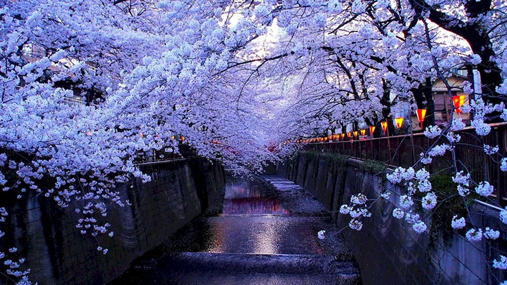 Samurai in China
