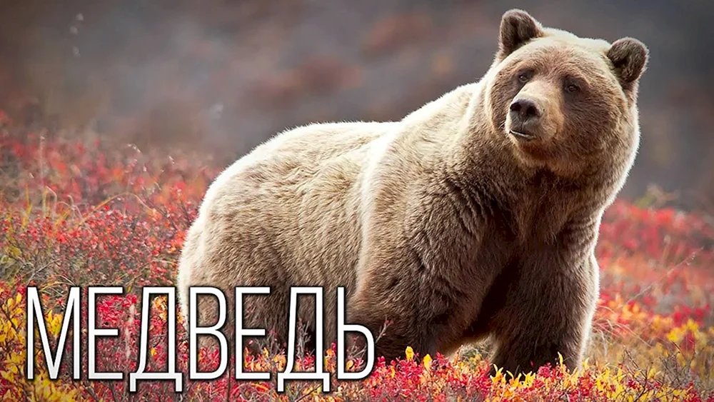 Nordamerika Grizzlybär