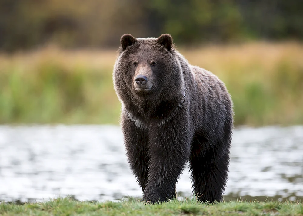Grizzlybär