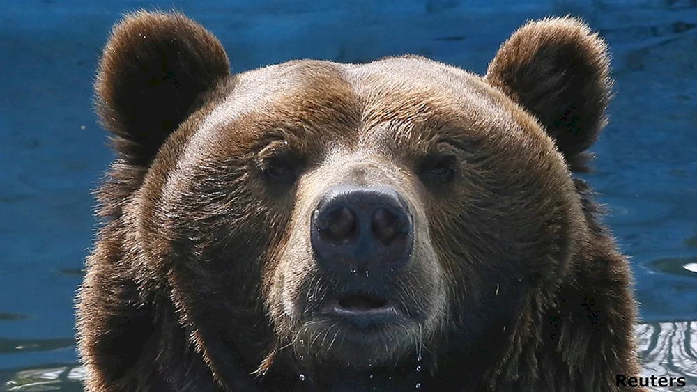 Nordamerikanischer Grizzlybär