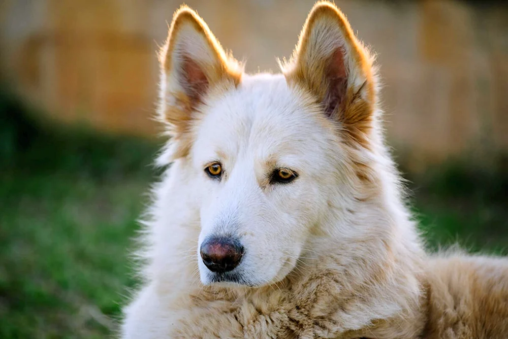 Nördlicher Inuit Hund