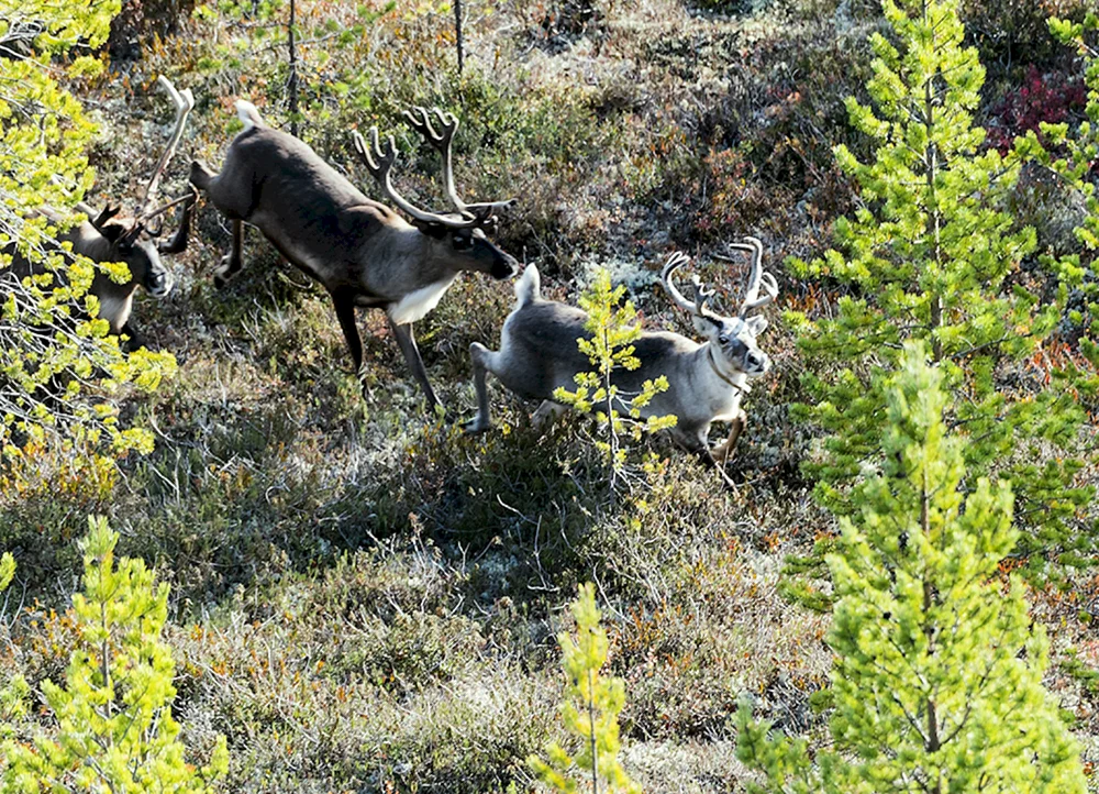 Rentierfarm zoooleni