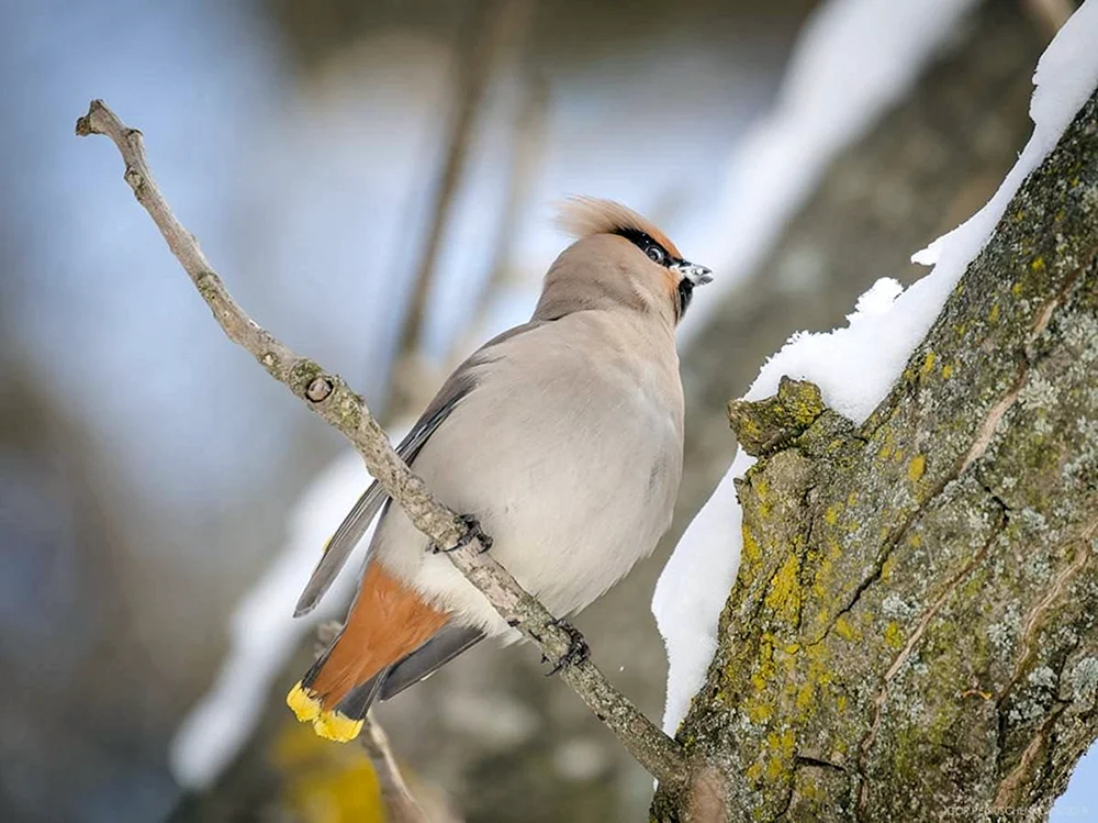 Nordische Vögel