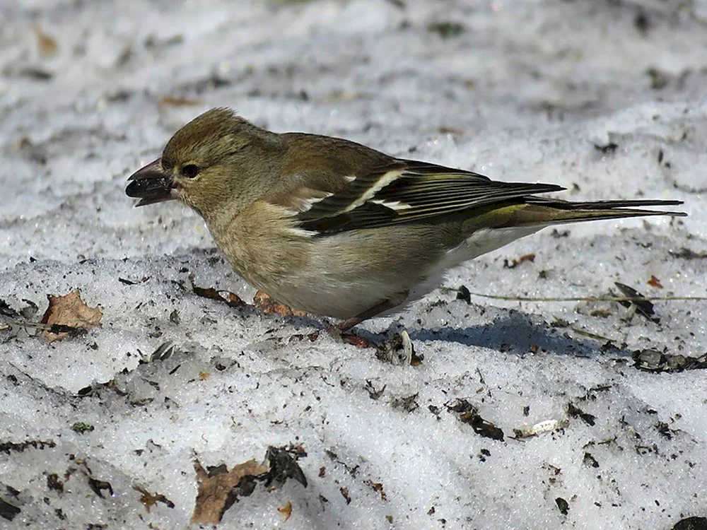 Nordische Vogelnamen