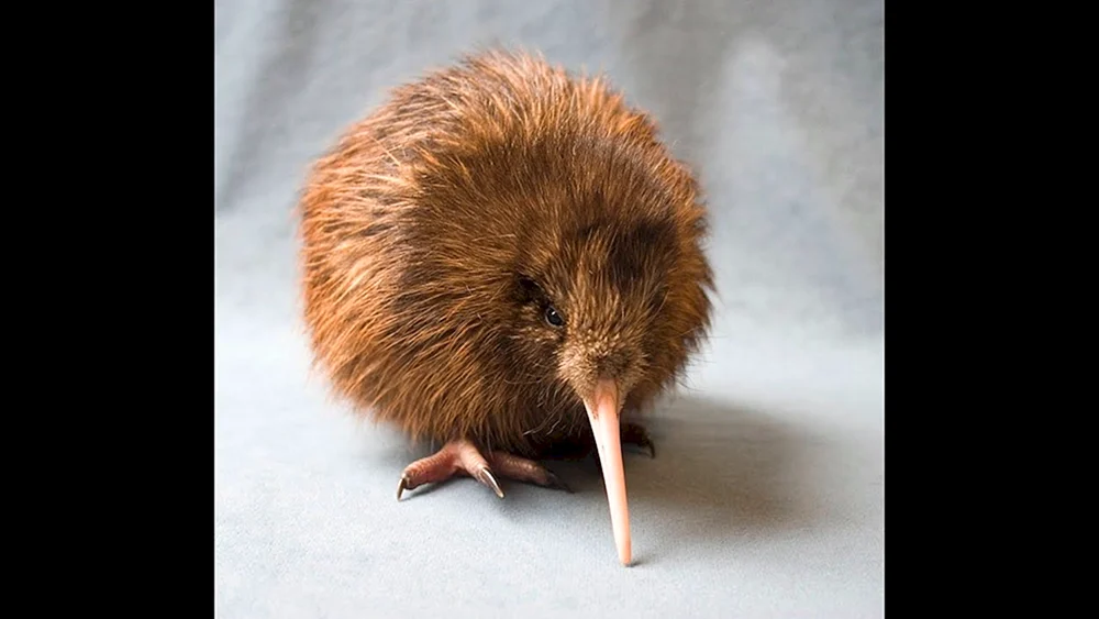 Kiwi-Vogel