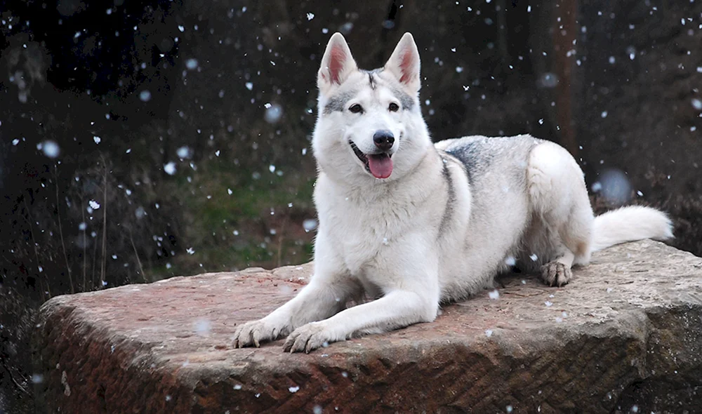 Samoed Hund