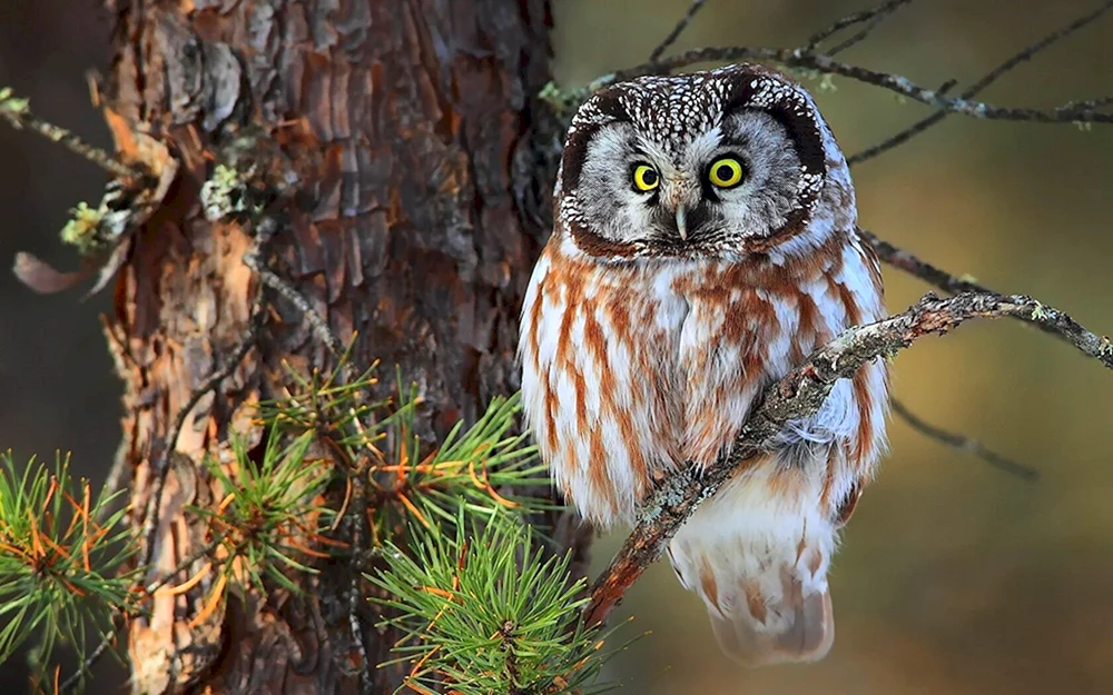 Philin Bubo Bubo