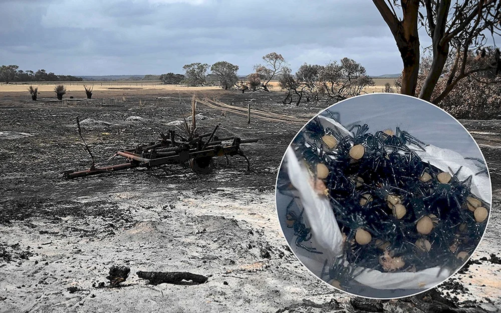 Spinnenzeit in Australien