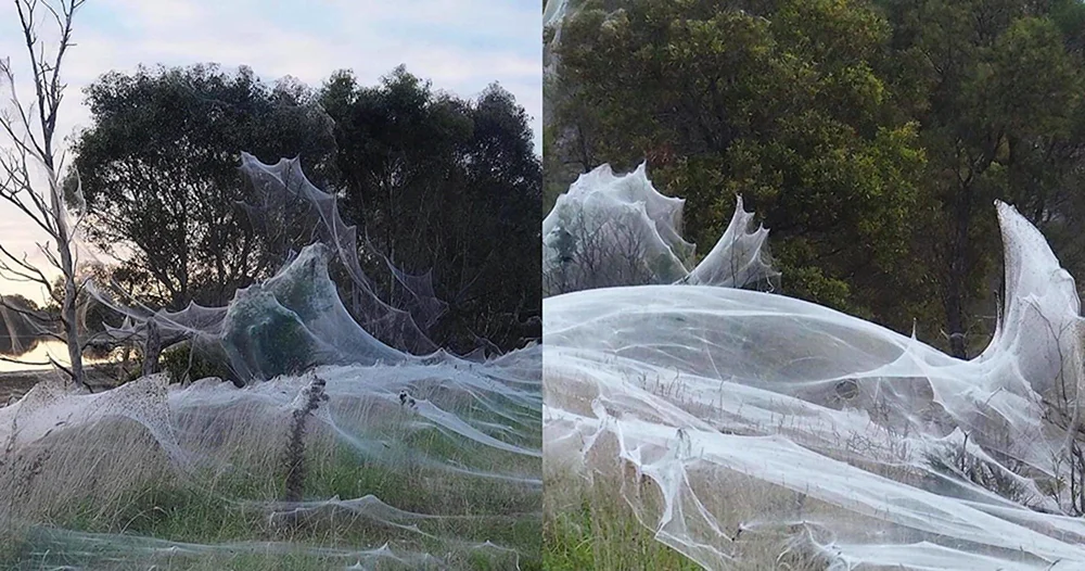 Spinnennetze in Australien