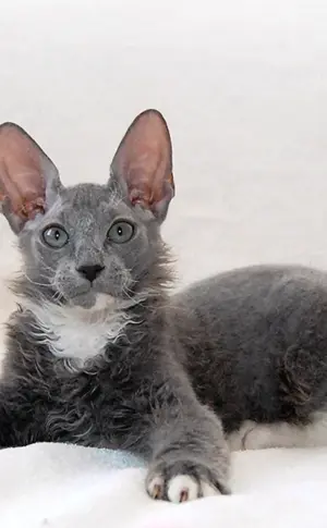 Sphynx bras