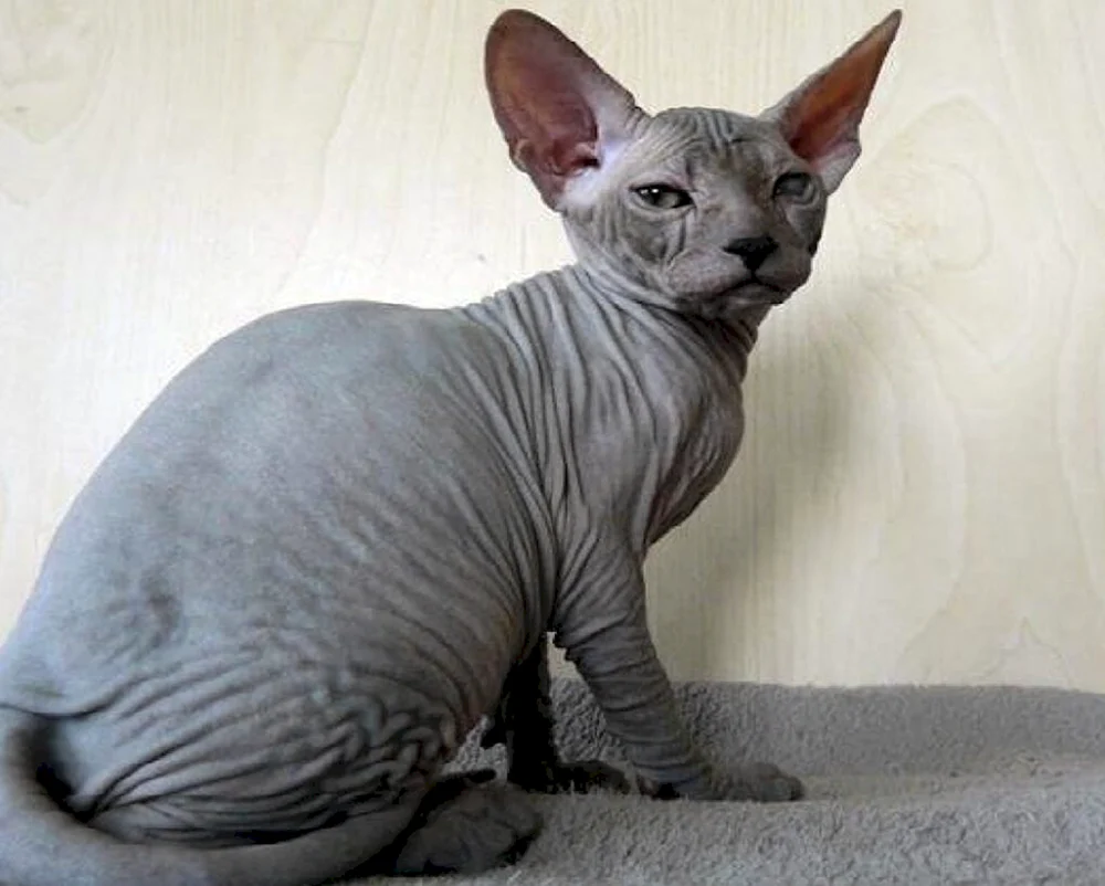 Sphynx bras
