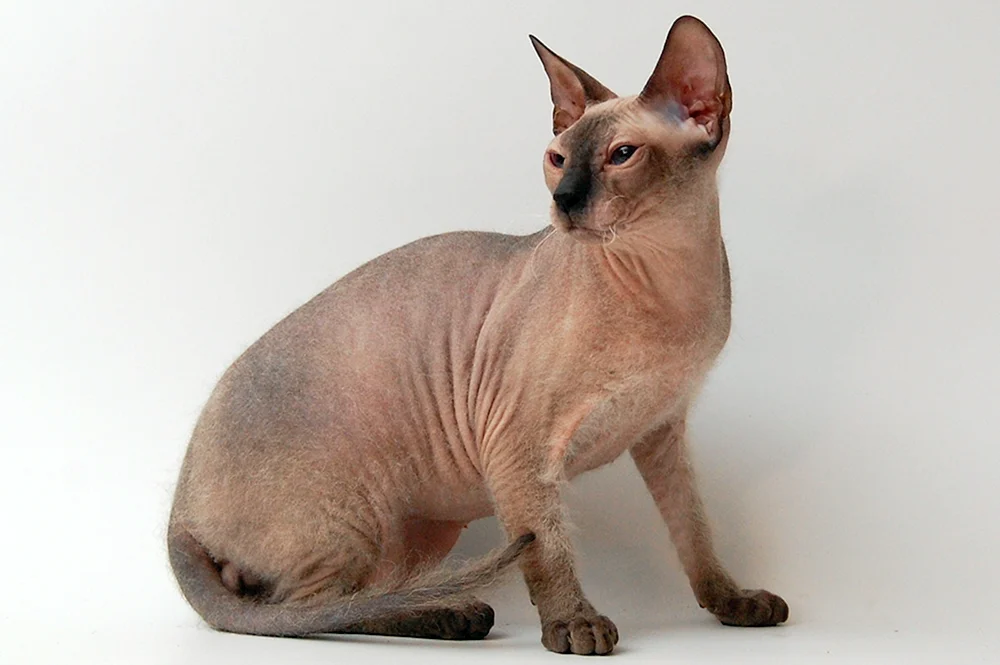 Donskoy Sphynx brash Sphynx velour brash