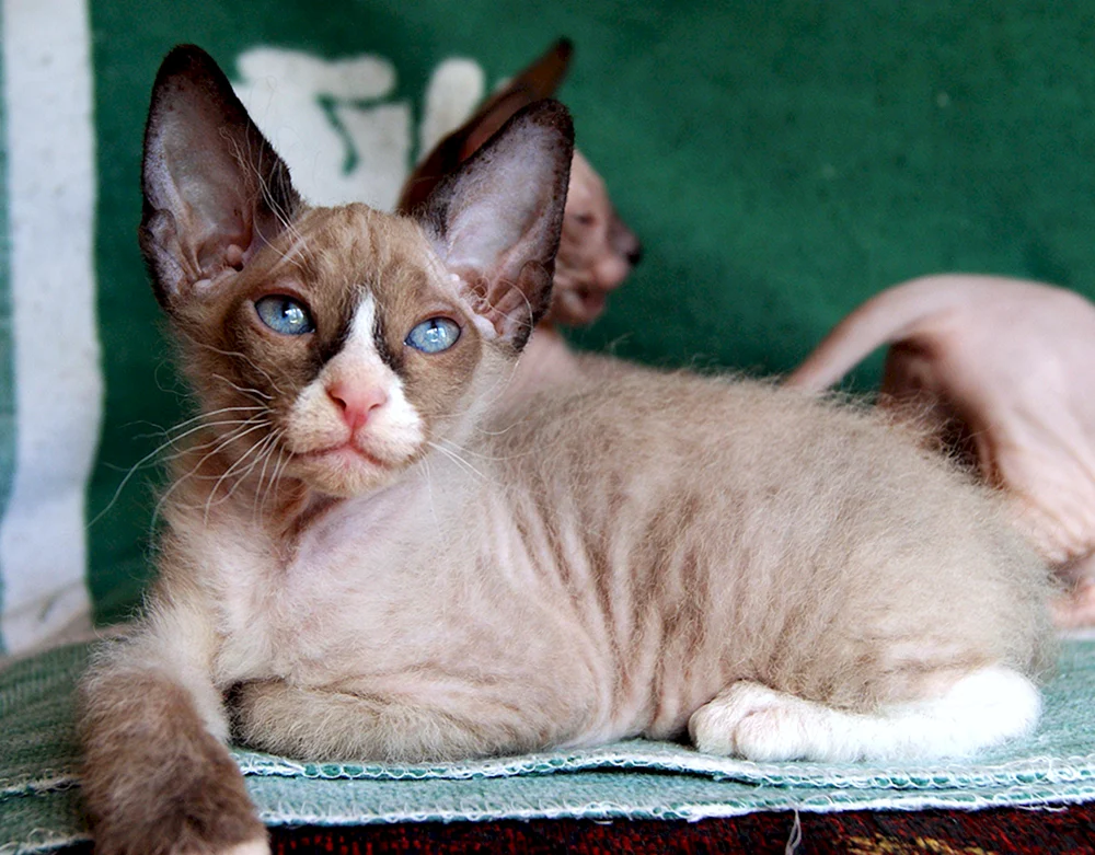 Don sphynx brash