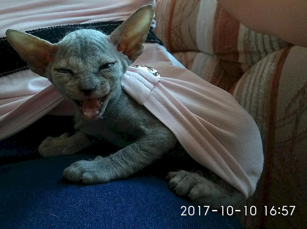 Cornish rex