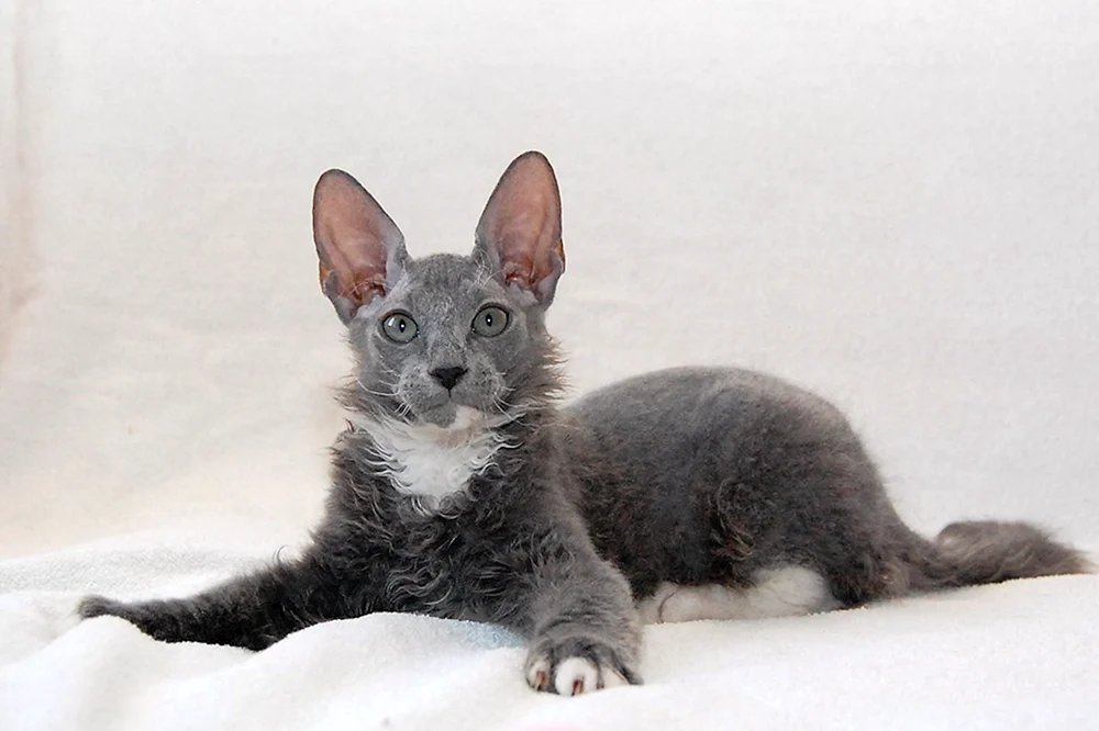 Sphynx brash