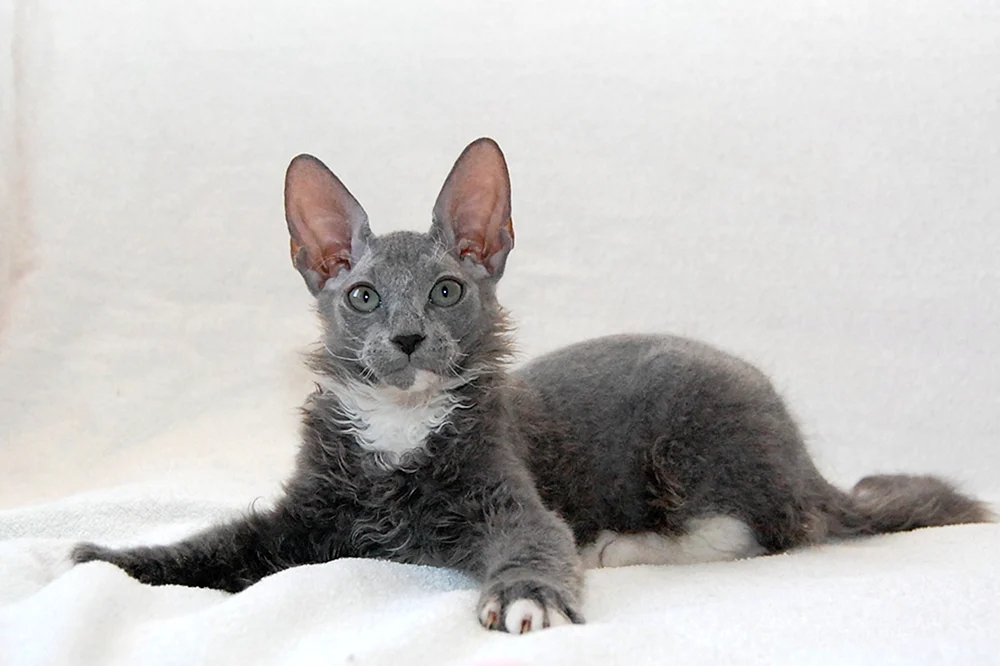 Sphynx Pinsel