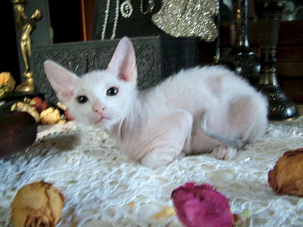 Sphynx Pinsel