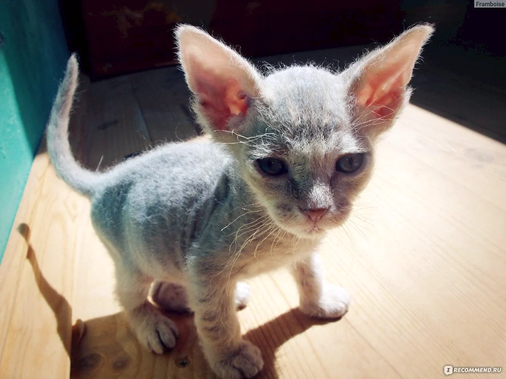 Sphynx Pinsel