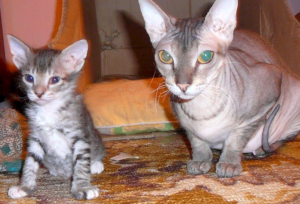 Don Sphynx BHs