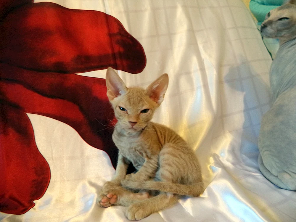 Don Sphynx BHs