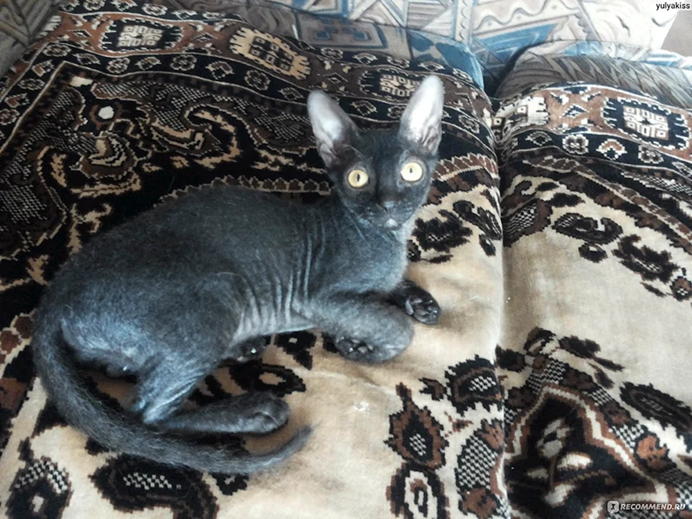 Sphynx-BHs.