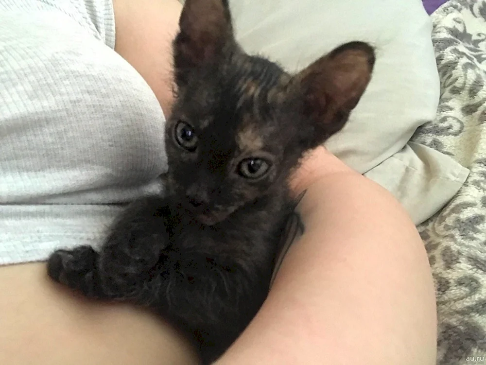 Don Sphynx Velours-BHs