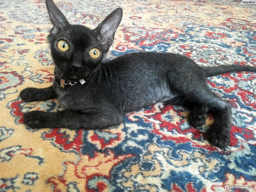 Don sphynx bras