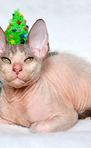 Sphynx Devon Rex